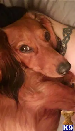 Dachshund stud dog